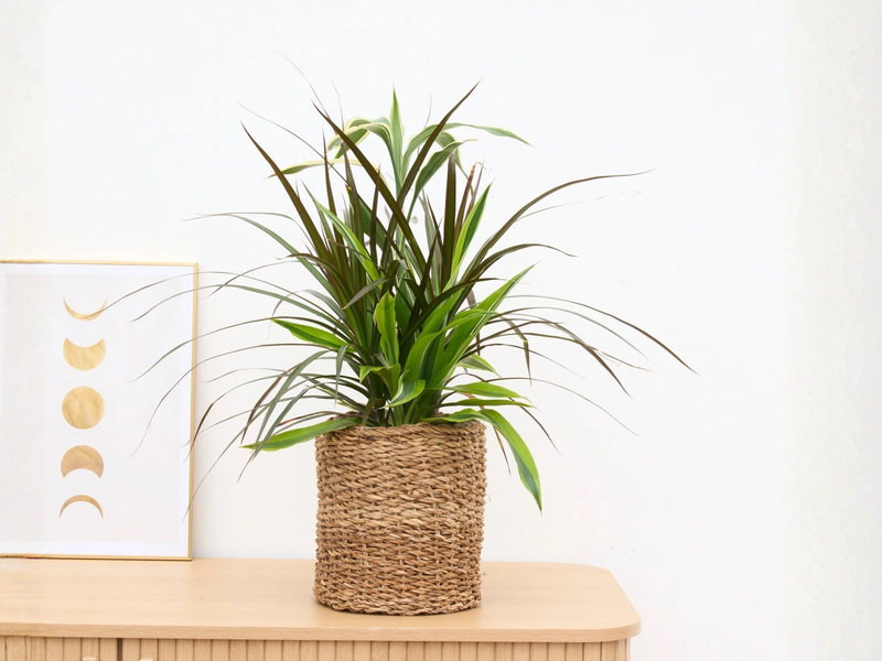 Dracaena care verzorging - Green Bubble
