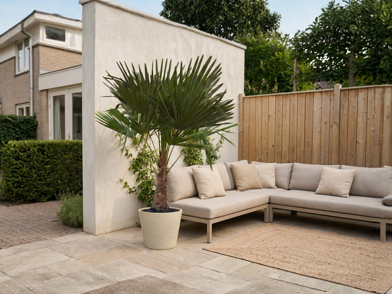 Skötsel av Trachycarpus Fortunei verzorging - Green Bubble