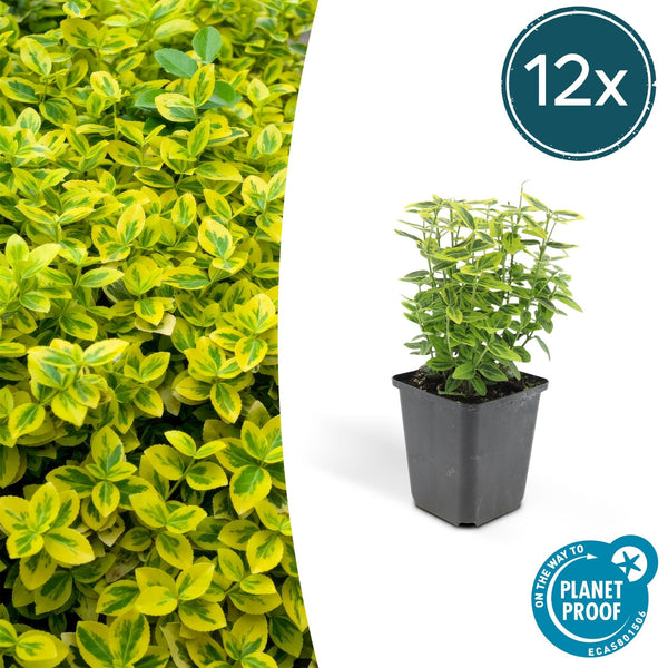 Euonymus Fortunei 'Emerald 'n Gold' - 20cm