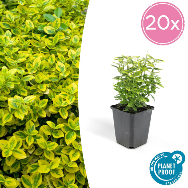 Euonymus Fortunei 'Emerald 'n Gold' - 20cm