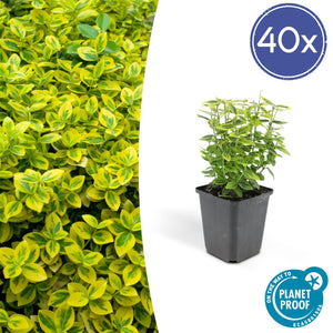 Euonymus Fortunei 'Emerald 'n Gold' - 20cm
