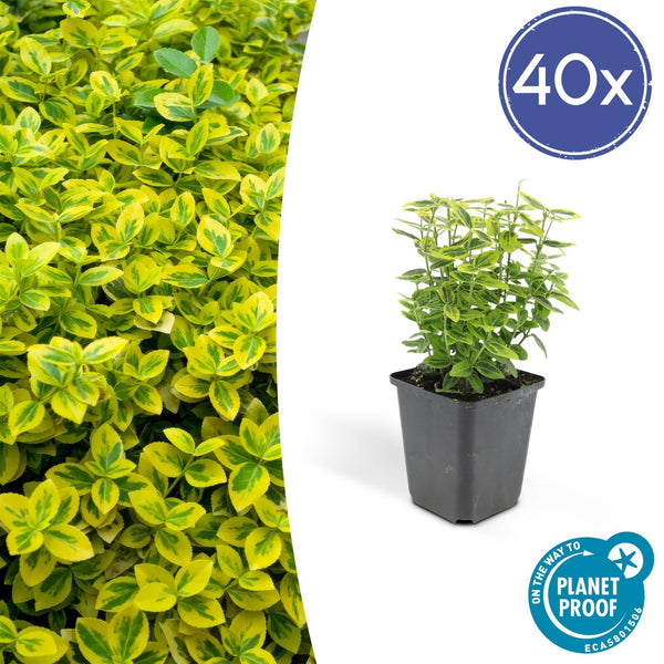 Euonymus Fortunei 'Emerald 'n Gold' - 20cm