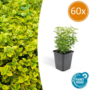 Euonymus Fortunei 'Emerald 'n Gold' - 20cm