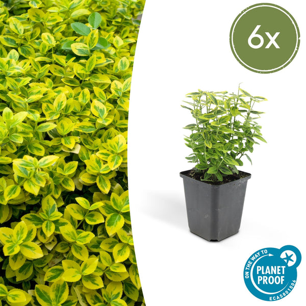 Euonymus Fortunei 'Emerald 'n Gold' - 20cm