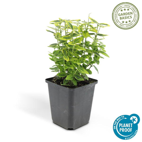 Euonymus Fortunei 'Emerald 'n Gold' - 20cm kopen bij Green Bubble