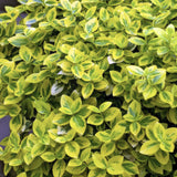 Product afbeelding 5