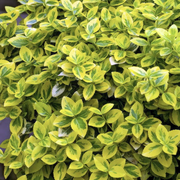 Euonymus Fortunei 'Emerald 'n Gold' - 20cm