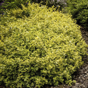Euonymus Fortunei 'Emerald 'n Gold' - 20cm