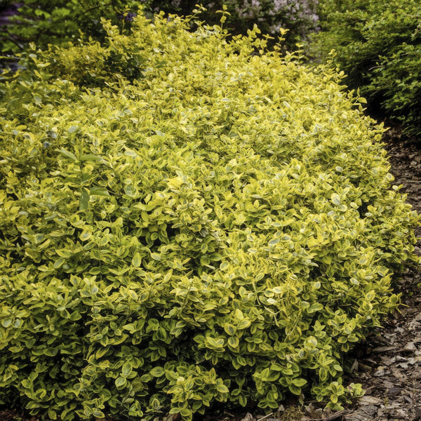 Euonymus Fortunei 'Emerald 'n Gold' - 20cm