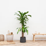 Product afbeelding 3