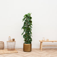 Rejilla Philodendron Scandens - 170cm