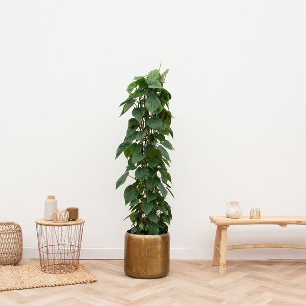 Philodendron Scandens gaasrek - 170cm kopen bij Green Bubble
