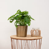 Product afbeelding 2