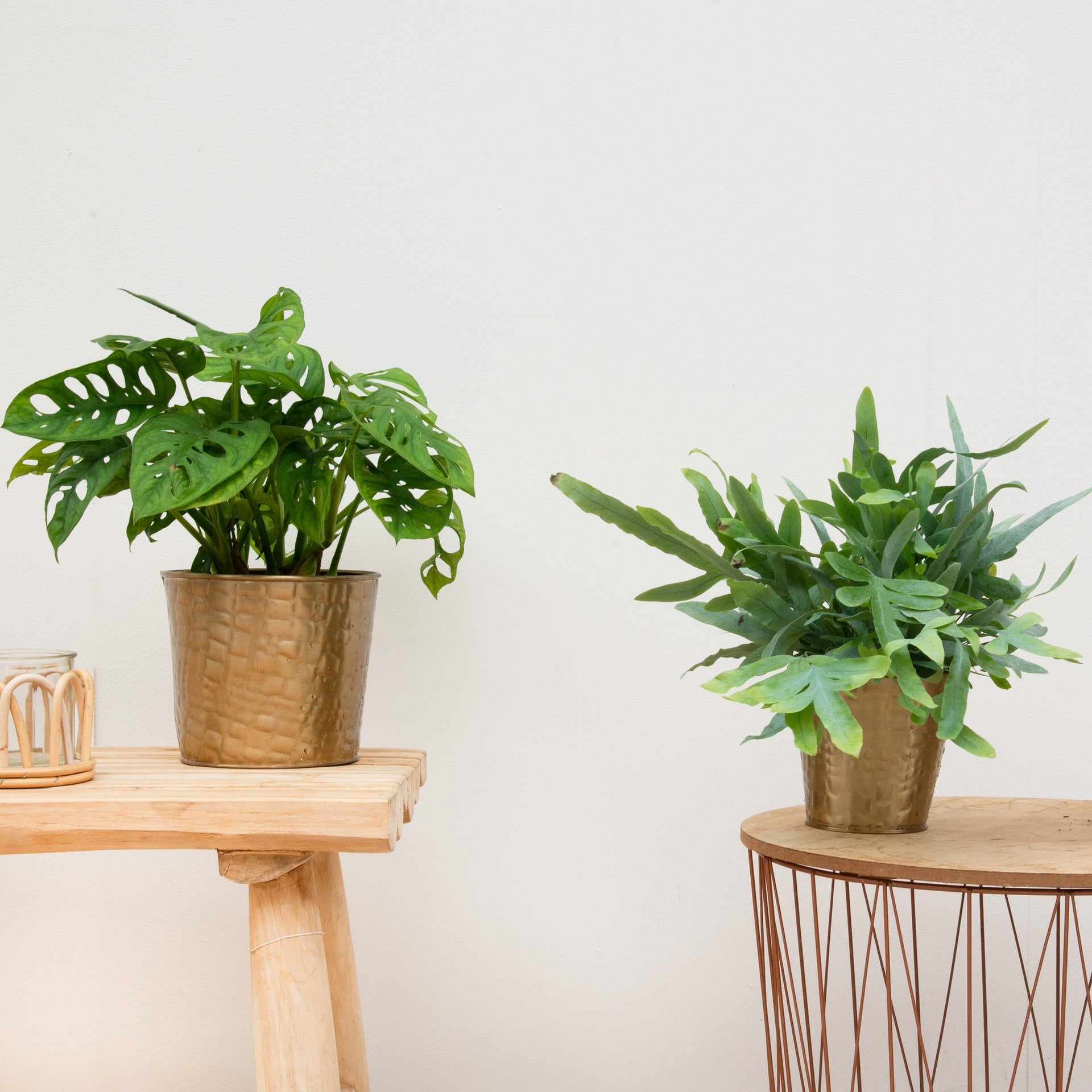 indoor monkey plant Monstera Monkey Leaf | 25 cm