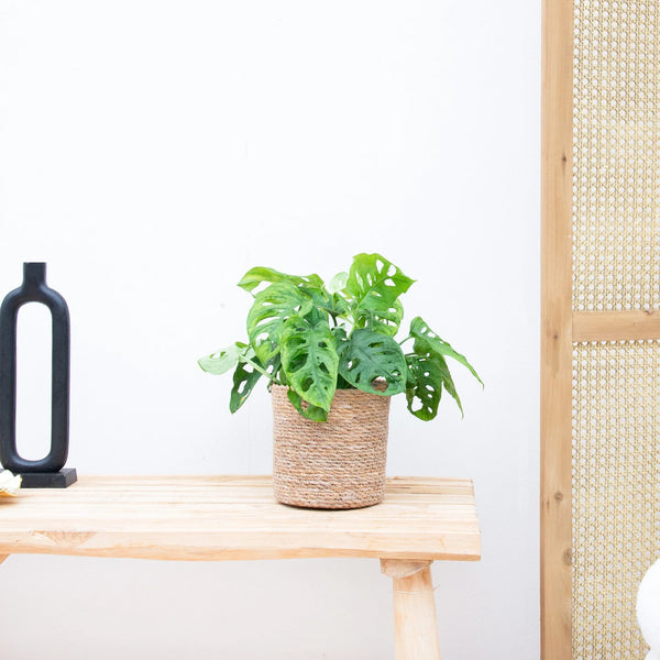 Combi deal - Monstera Monkey Leaf inclusief mand Scott - 25cm
