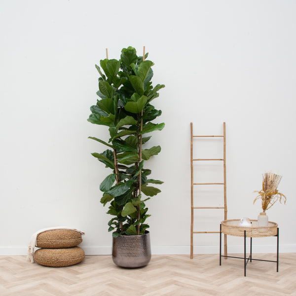 Ficus Lyrata arbuste XXL - 200cm kopen bij Green Bubble