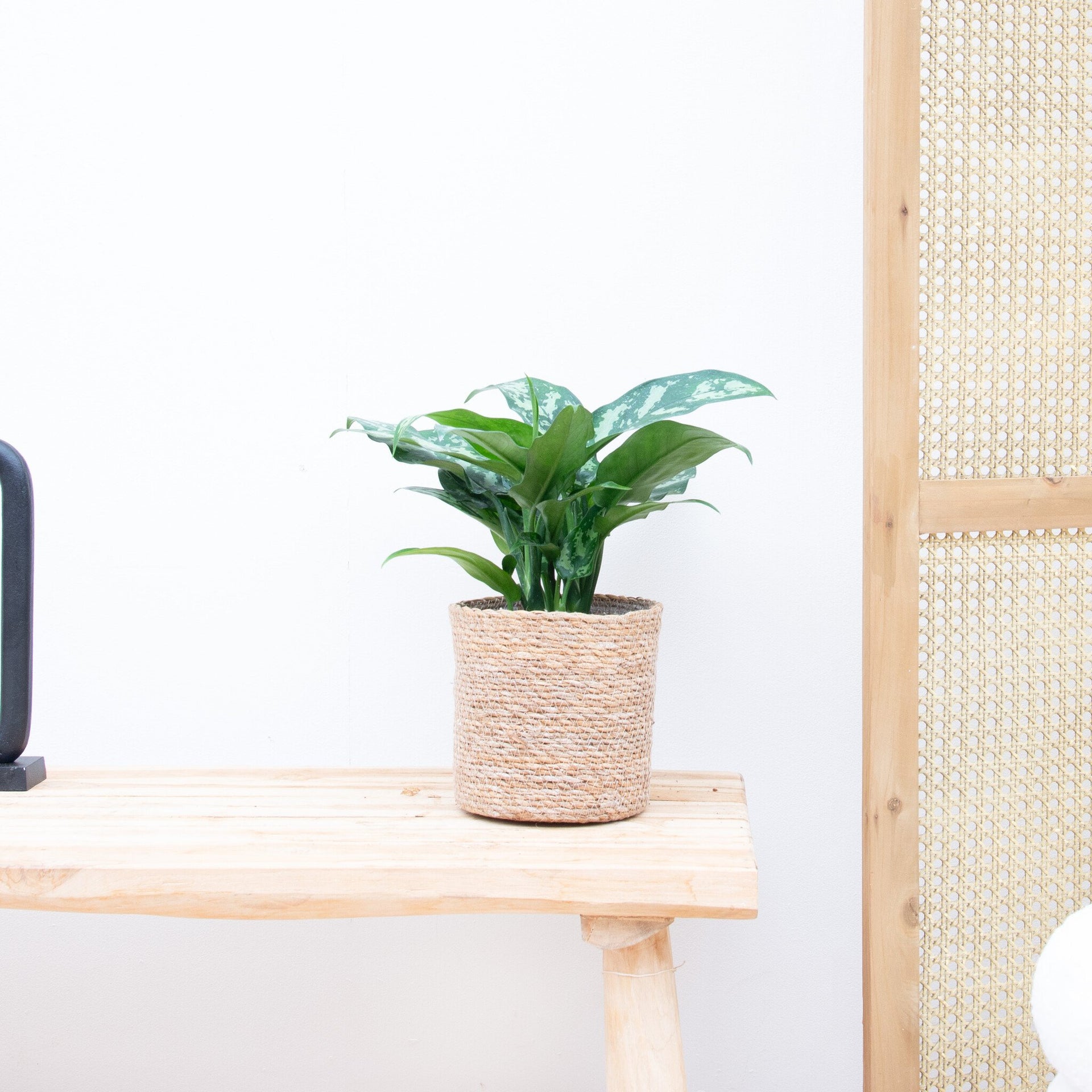 aglaonema kaufen Aglaonema Juliette | 40cm | Online kaufen