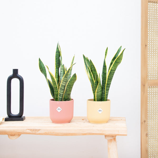 sansevieria velvet touch uk Sansevieria VELVET TOUCHZ | Purple | pink | yellow | orange
