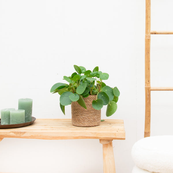 Pilea Peperomioides - 45cm