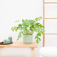 Monstera Minima - 30cm