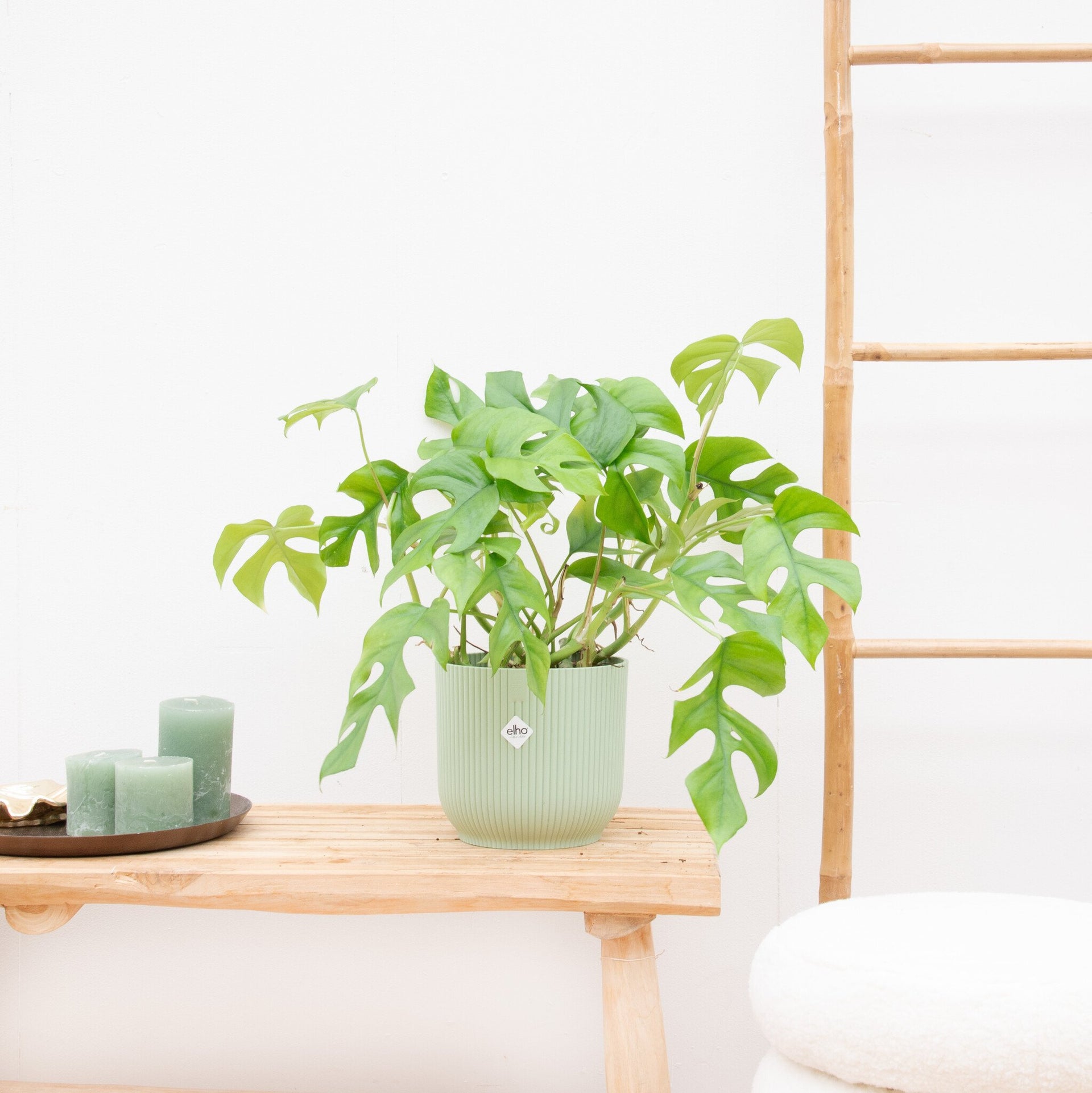 monstera minima Monstera Minima | 40cm | Order online