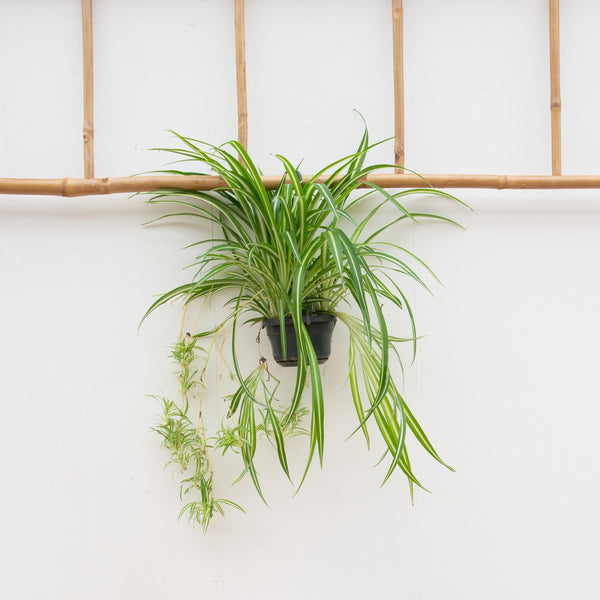 Chlorophytum Comosum 'Variegatum' - 55cm kopen bij Green Bubble