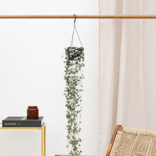 Hanging plant Ceropegia Linearis 'Woodii' - 45cm