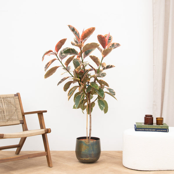 Ficus Elastica Belize op stam - 140cm