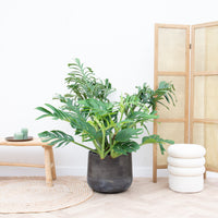 Monstera Pertusum Compacto - 100 cm