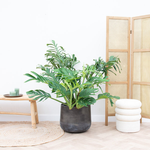 Monstera Pertusum Compacto - 100cm