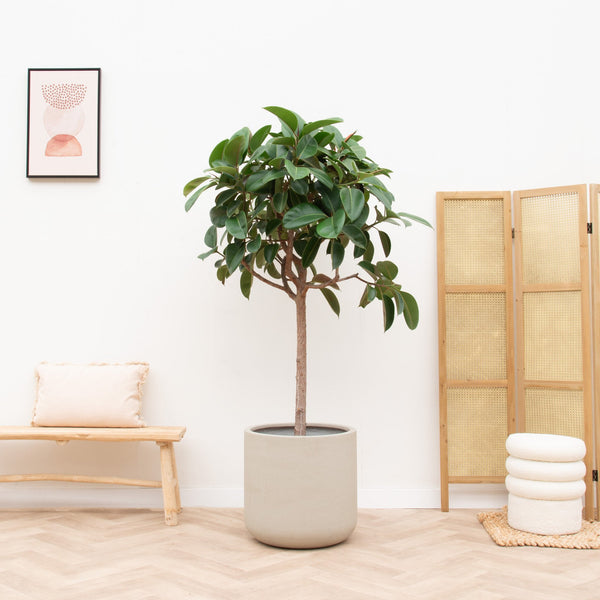 Ficus Elastica Robusta en tallo - 180cm kopen bij Green Bubble