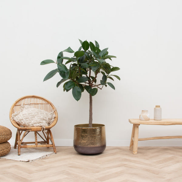 Ficus Elastica Robusta auf Stamm - 120cm kopen bij Green Bubble