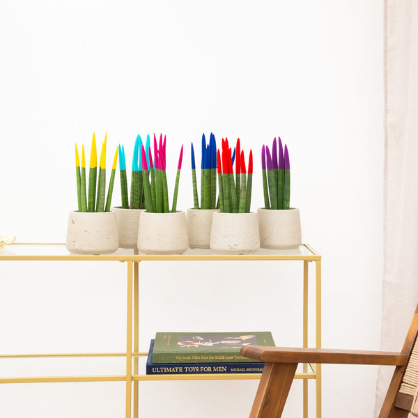 Sansevieria VELVET TOUCHZ - Gelb - Hellblau - Rosa - Blau - Rot - Lila kopen bij Green Bubble