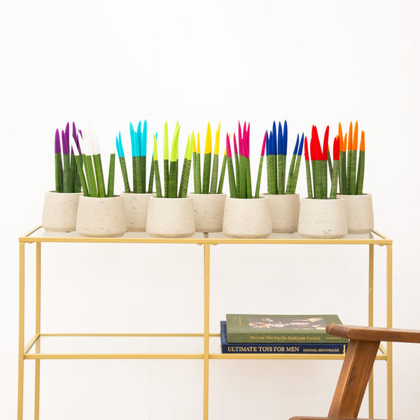 Sansevieria VELVET TOUCHZ - Paars - Wit - Licht blauw - Groen - Geel - Roze - Blauw - Rood - Oranje