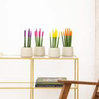 Sansevieria VELVET TOUCHZ - Lila - rosa - gelb - orange