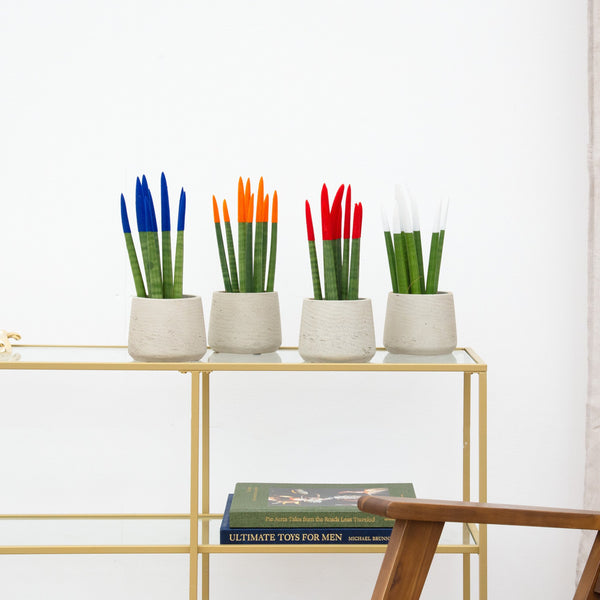 Sansevieria VELVET TOUCHZ - Blau - Orange - Rot - Weiß kopen bij Green Bubble