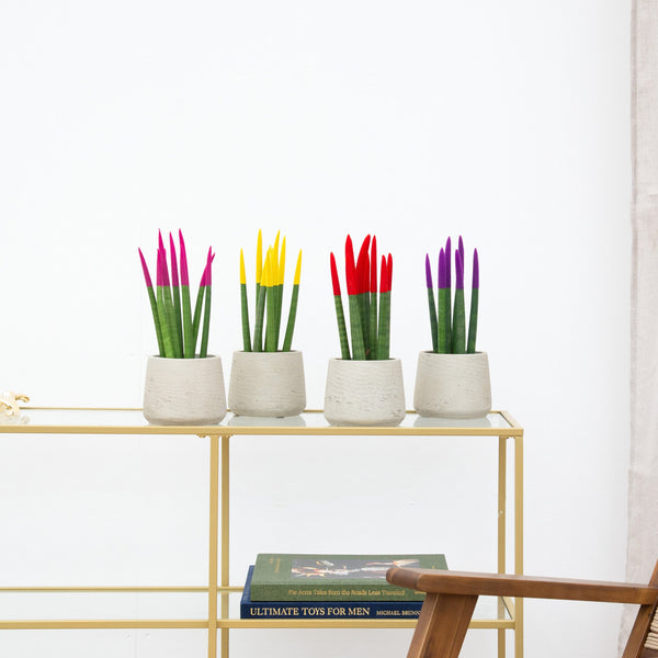 Sansevieria VELVET TOUCHZ - Roze - Geel - Rood - Paars