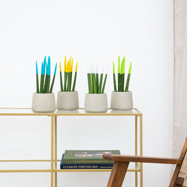 Sansevieria VELVET TOUCHZ - Hellblau - Gelb - Weiß - Grün kopen bij Green Bubble