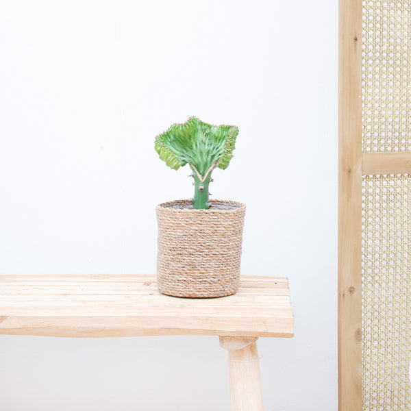Euphorbia lactea Cristata green - 30cm kopen bij Green Bubble