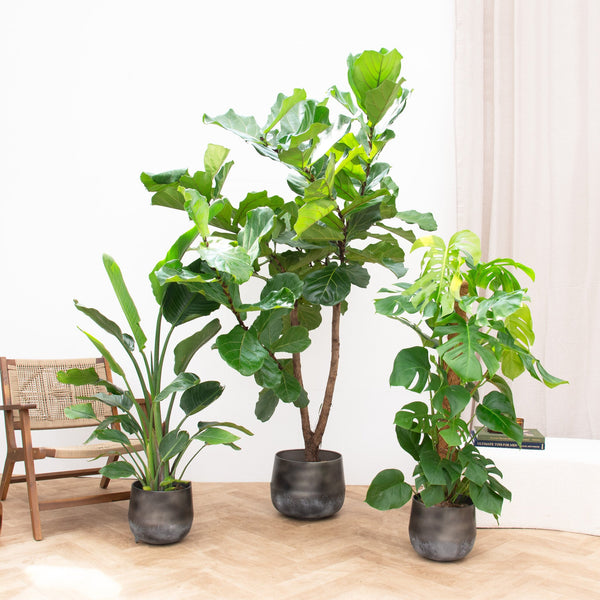 Combideal - Jungle trio - 120-180cm kopen bij Green Bubble