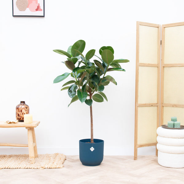 Combi deal - Ficus Elastica op stam inclusief Elho vibes fold Round - 140cm