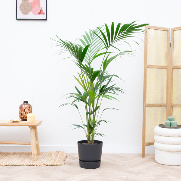 Combi deal - Kentia palm inclusief Elho Greenville - 180cm