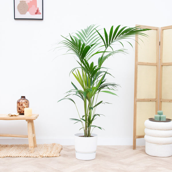 Combi deal - Kentia palm inclusief Elho Greenville - 180cm