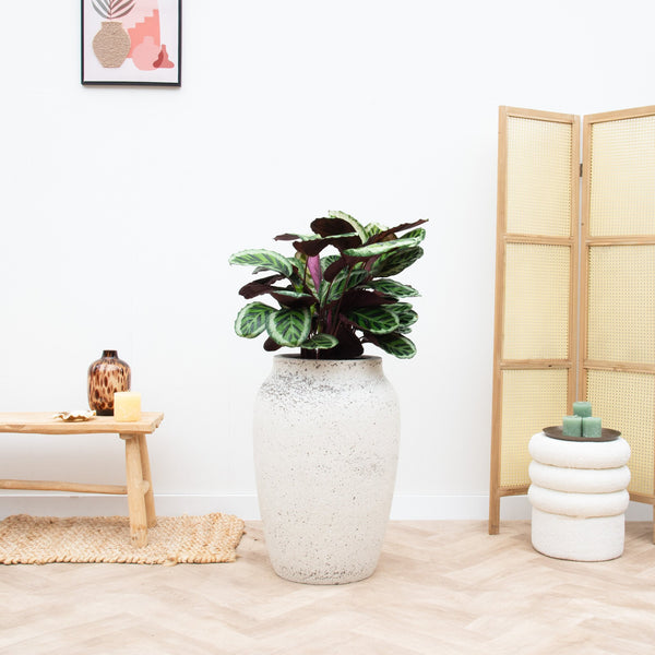 Offre combinée - Calathea Angela avec pot Hera - 90cm