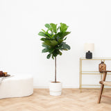 Product afbeelding 4