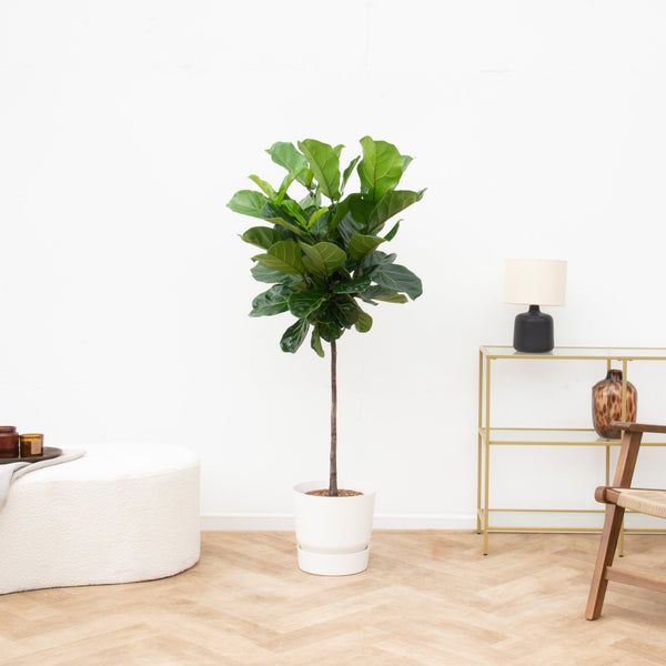 Ficus Lyrata stam - 150cm