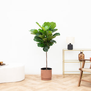 Ficus Lyrata stam - 130cm