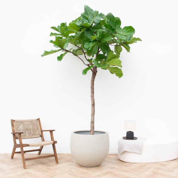 Ficus Lyrata XXXL - 230cm