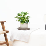 Product afbeelding 3