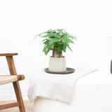 Product afbeelding 2